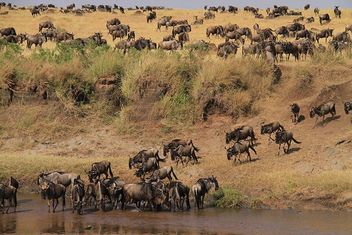 Week in wildlife: KENYA-MASAIMARA-GNUS-MIGRATION