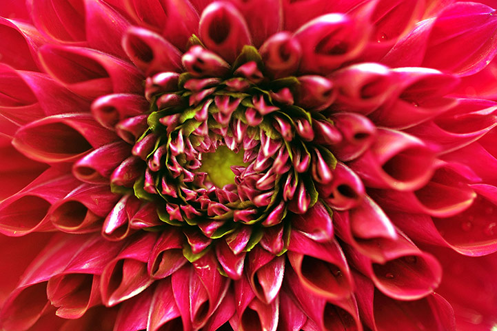 Week in wildlife: Close-up of a dahlia flower