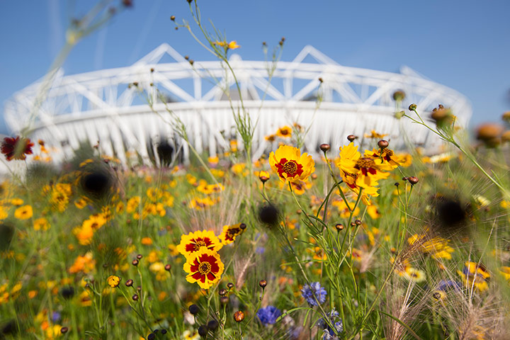 Olympic flora gallery: The Annual Meadows