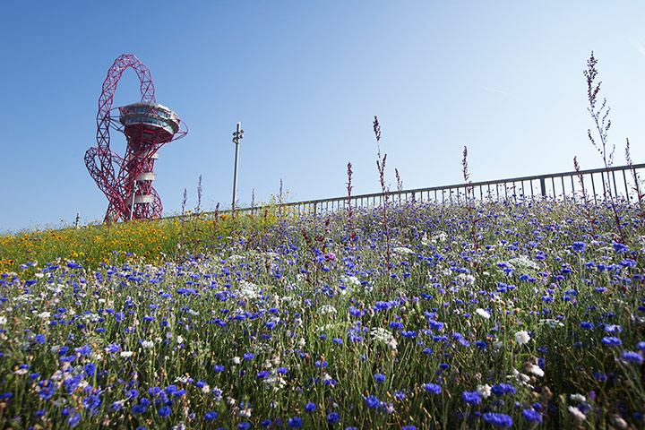 Olympic flora gallery: The Annual Meadows near the orbit