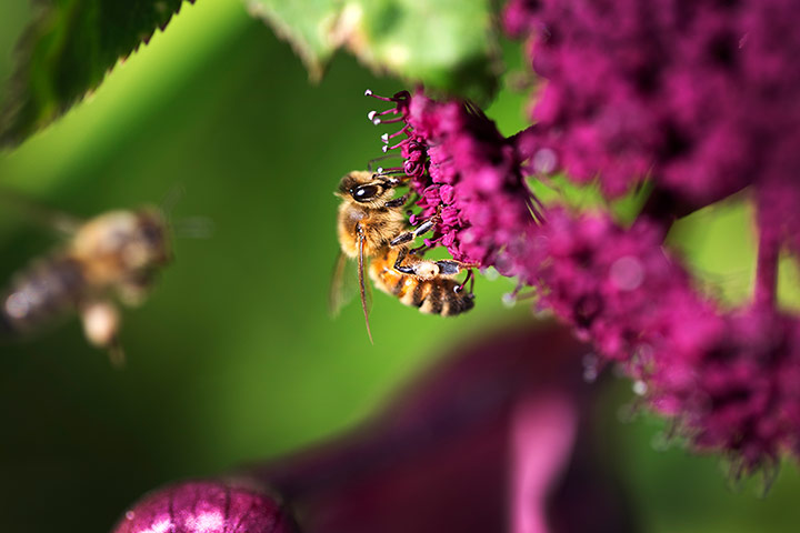 Olympic flora gallery: The London 2012 Gardens