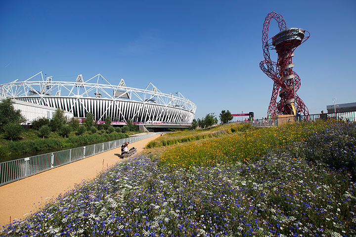 Olympic flora gallery: The Annual Meadows near the Olympic stadium