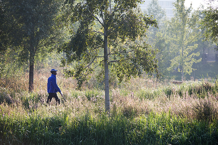 Olympic flora gallery: The Great British Garden