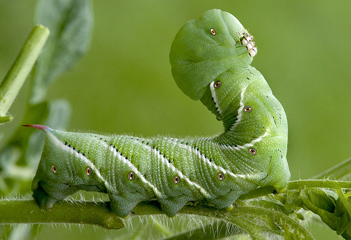 24 hours: Hornworm on the Lookout