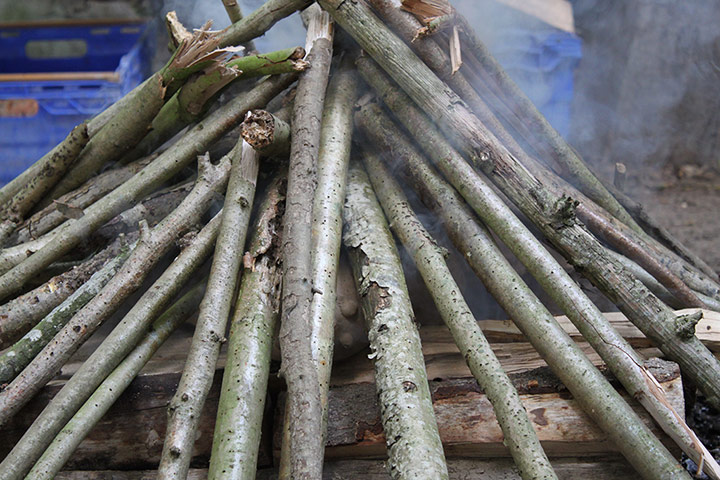 wild pottery: Wild pottery