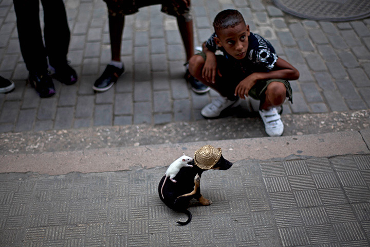 24 hours in pictures: Dog wearing a straw hat and balancing a mouse on its back