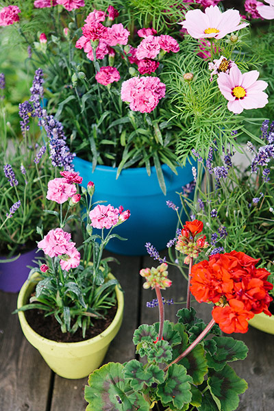 Brita - Garden decoration: Colourful flower pots outdoors