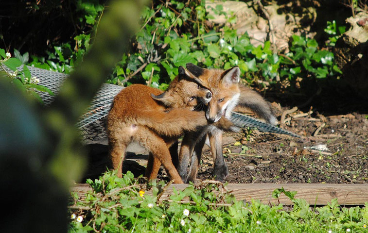 Green Shoots: mother nature fruits from spring labour