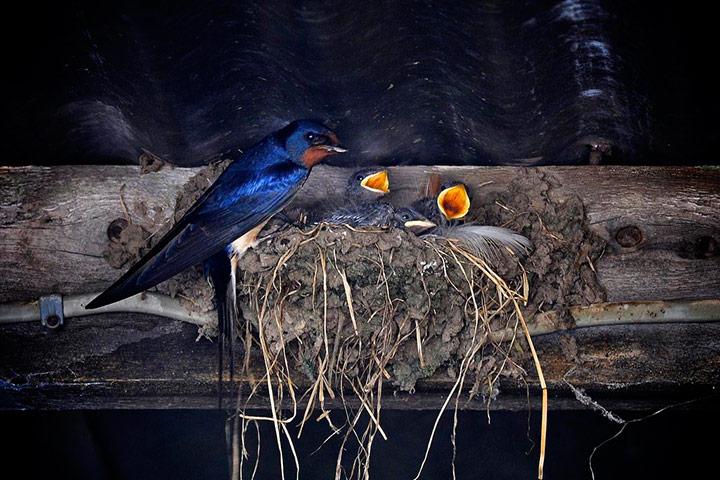 Green Shoots: mother nature fruits from spring labour