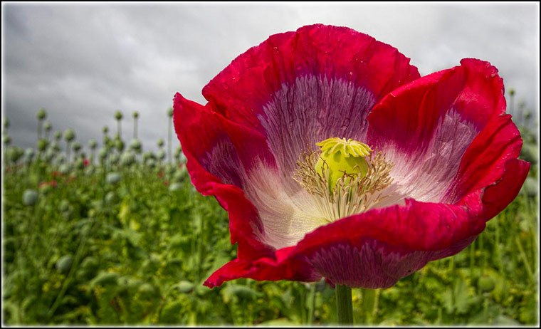 Green Shoots: mother nature fruits from spring labour
