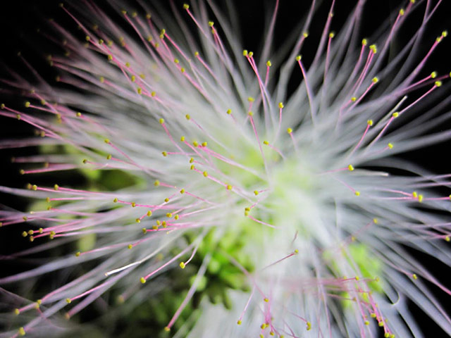 Green Shoots: mother nature fruits from spring labour