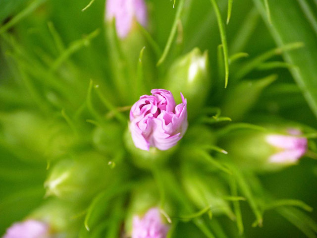 Green Shoots: mother nature fruits from spring labour