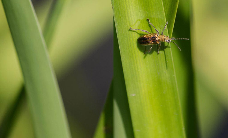 Green Shoots: mother nature fruits from spring labour