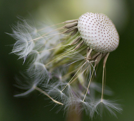 Green Shoots: mother nature fruits from spring labour