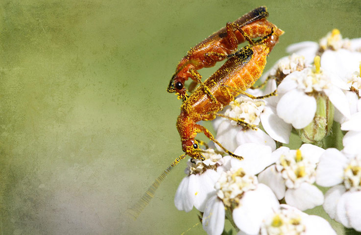 Green Shoots: mother nature fruits from spring labour