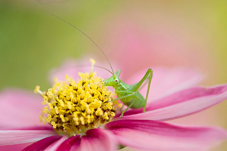 Green Shoots: mother nature fruits from spring labour