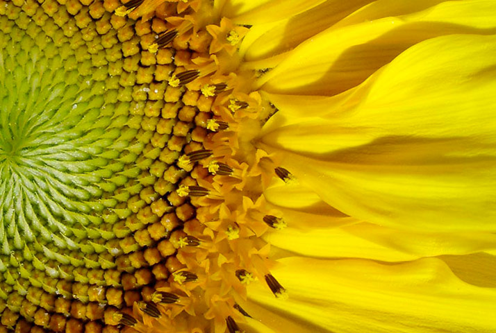 Green Shoots: mother nature fruits from spring labour