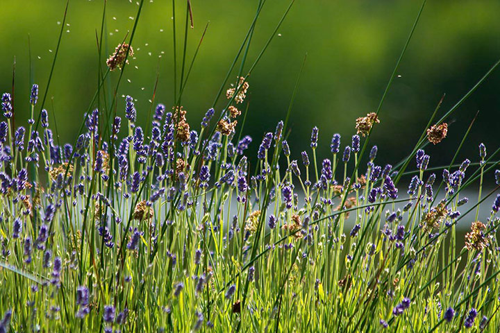 Green Shoots: mother nature fruits from spring labour
