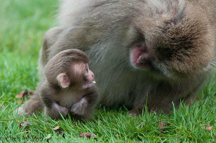 Green Shoots: mother nature fruits from spring labour