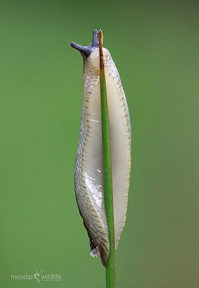 Green Shoots: mother nature fruits from spring labour