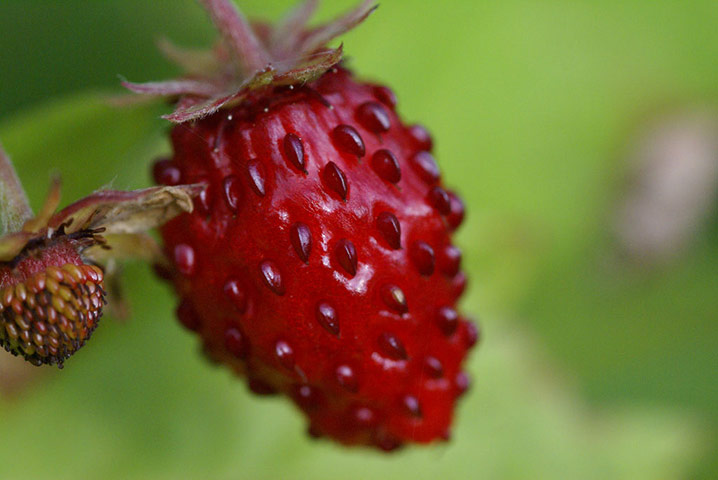 Green Shoots: mother nature fruits from spring labour