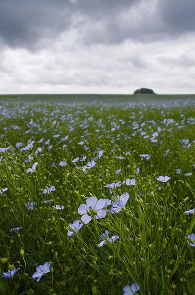 Green Shoots:  mother nature fruits from spring labour