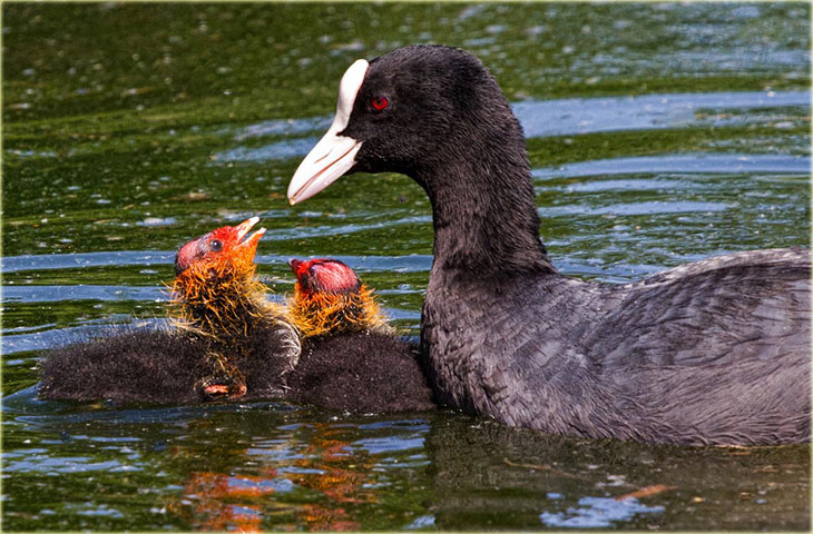 Green Shoots:  mother nature fruits from spring labour