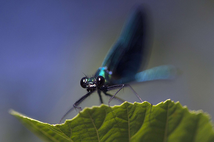 24 hours in pictures: View of a blue dragonfly taken in Audenge,
