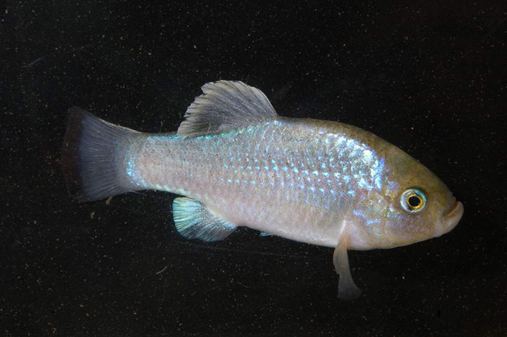 Endangered Species: Conservation programmes list