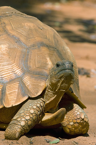 Endangered Species: Ploughshare Tortoise