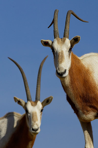 Endangered Species: Scimitar-horned Oryx (