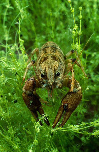 Endangered Species: White clawed crayfish, Austropotamobius pallipes