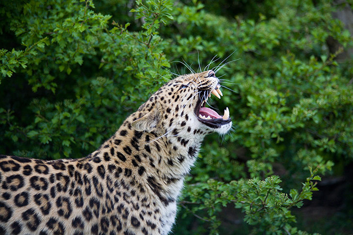 Endangered Species: Profile Photo of snarling Amur Leopard