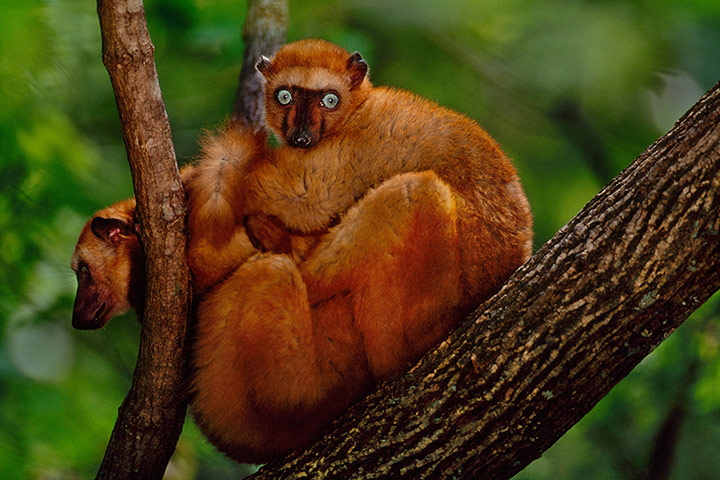 Endangered Species: Blue-eyed black lemur, Eulemur macaco flavifrons, Madagascar