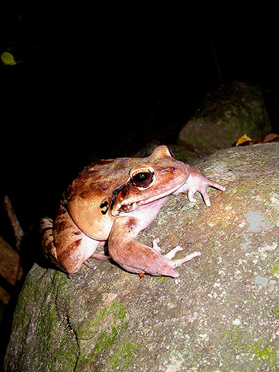 Endangered Species: Mountain chicken frog