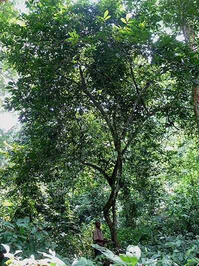 Endangered Species: Verdcourt's polyalthia tree