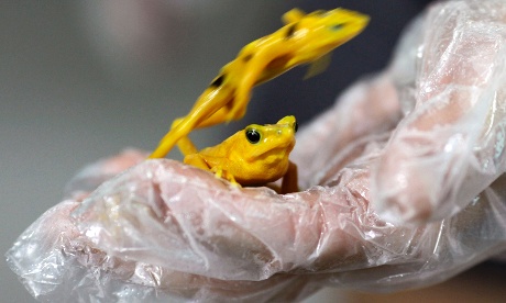 Two Panamanian Golden frogs are seen on biologist Heidi Ross' hand during the Golden Frog Day in the Nispero Zoo at the Valle de Anton in Panama. The Golden frog (Atelopus zeteki) is one of Panama's national symbols.