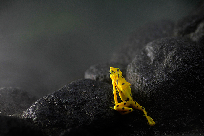 24 hours in pictures: A Panamanian Golden frog
