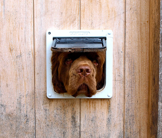 Your Pictures: Square: A dog face in a cat flap