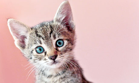 A-very-cute-kitten-008.jpg