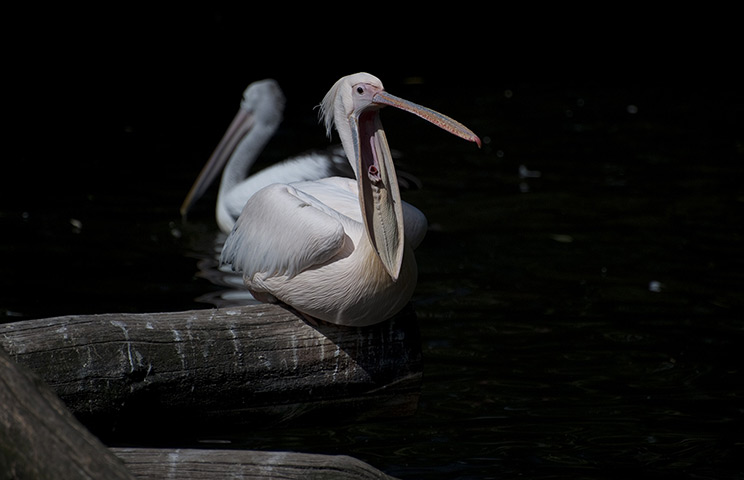 24 hours in pictures: A pelican opens his beak in his enclosure at the Zoologischer Garten zoo