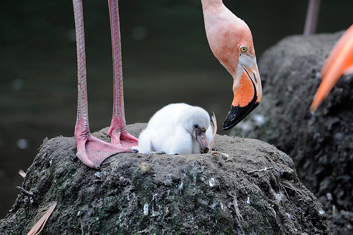 24 hours in pictures: A Caribbean flamingo hatchling sits in a nest