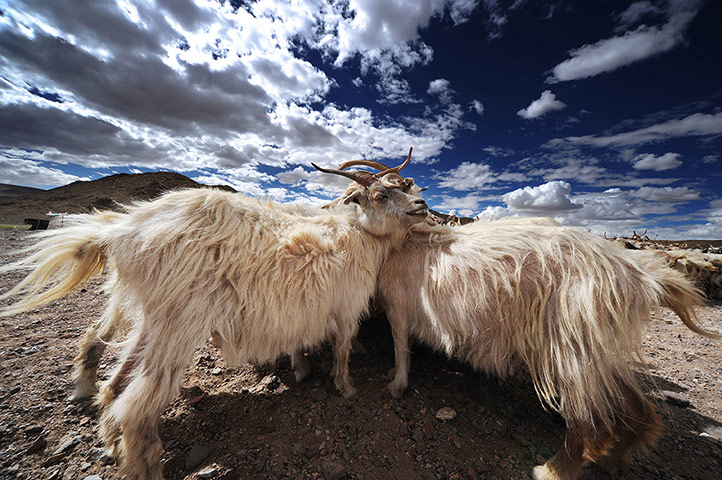 Week in wildlife:  Nomad Basang's flock in the Gerze County of Ali China