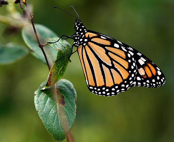 Week in wildlife: A monarch butterfly