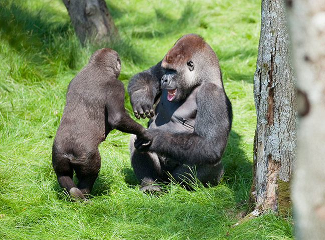 Week in wildlife: The touching reunion of two Gorilla brothers