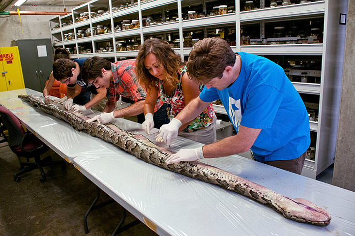 Week in wildlife: The largest Burmese python found in Florida