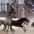 Il Palio: ll Palio in Siena