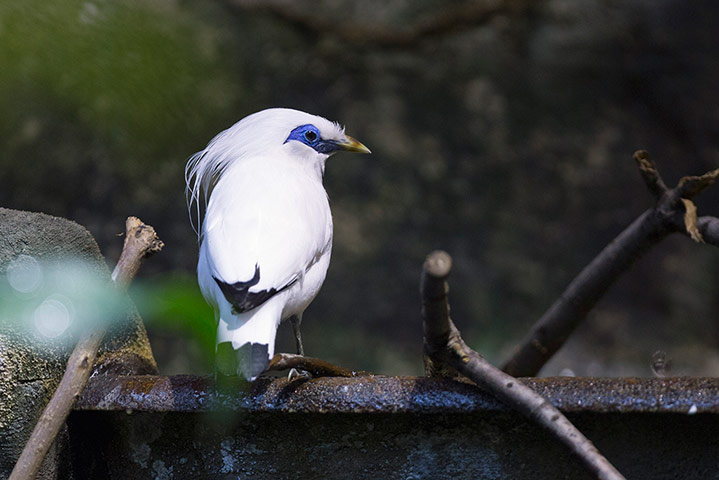 week in wildlife: Bali Mynah