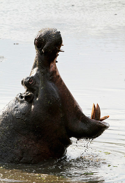 week in wildlife: A hippopotamus 