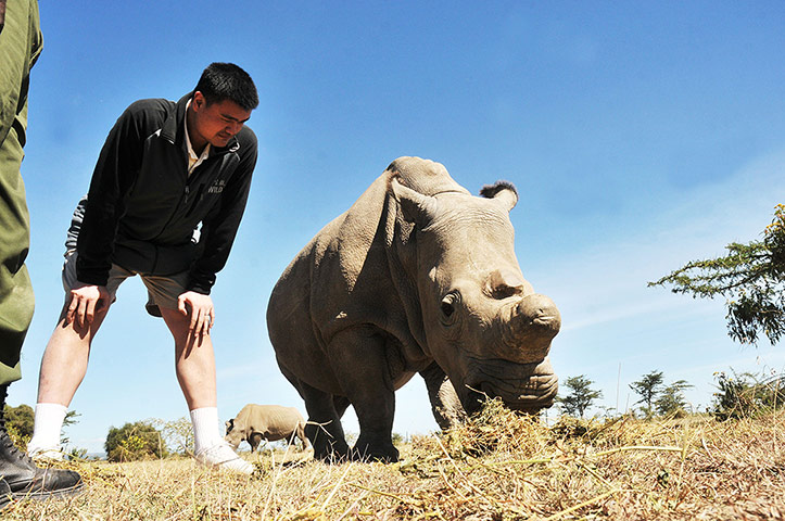 week in wildlife: Yao Ming, Wild Aid Ambassador 